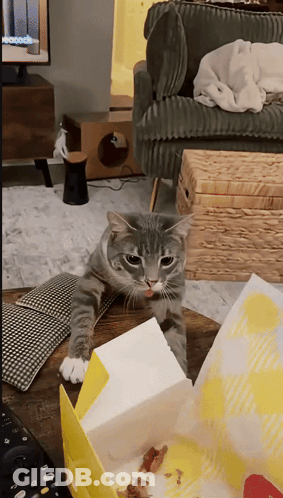Cat Sitting Next To McDonald's Chicken Box GIF
