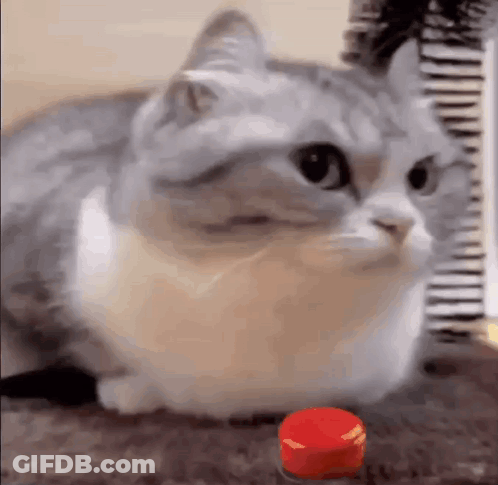 Cat Sitting Next To Red Button GIF