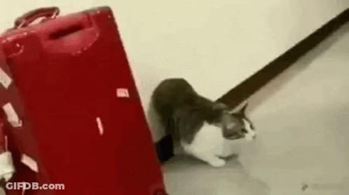 Cat Sitting Next To Red Suitcase GIF