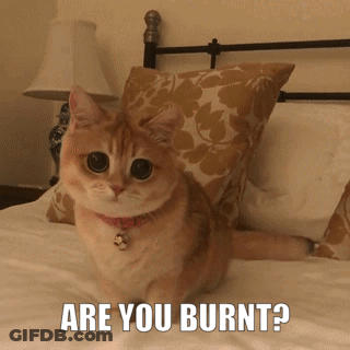 Cat Sitting On Bed Are You Burnt GIF