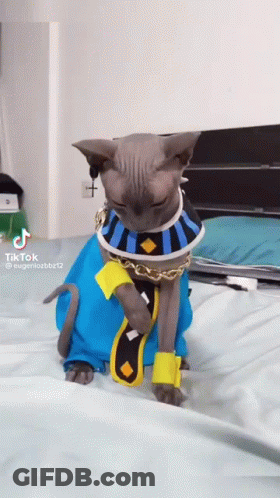 Cat Sitting On Bed In Blue And Yellow Costume GIF