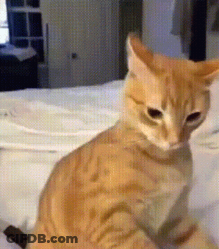 Cat Sitting On Bed Looking At Camera GIF