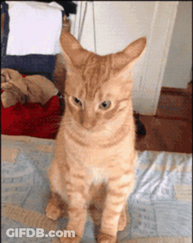 Cat Sitting On Bed Looking At Camera GIF