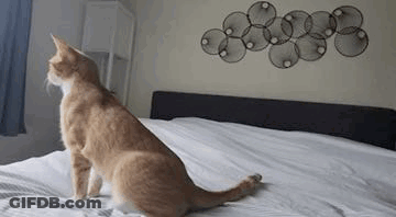 Cat Sitting On Bed Looking Out Window GIF