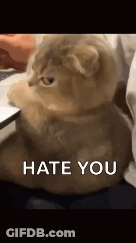 Cat Sitting On Bed Saying Hate You GIF