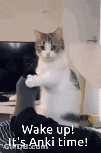 Cat Sitting On Bed Wake Up Anki Time GIF