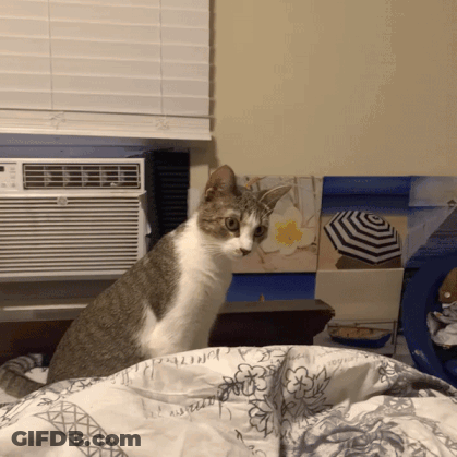 Cat Sitting On Bed With Blanket Saying A Butterfly GIF