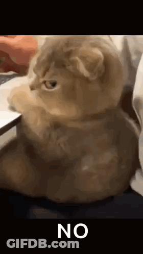 Cat Sitting On Bed With Paws On Laptop Keyboard GIF