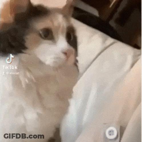 Cat Sitting On Bed With TikTok Icon GIF