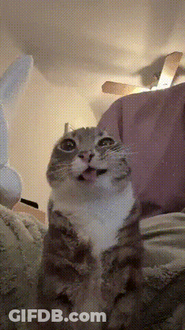 Cat Sitting On Bed With Tongue Out GIF