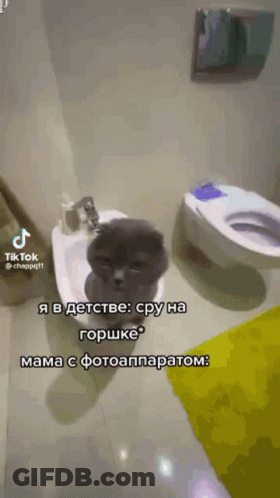 Cat Sitting On Bidet Next To Toilet In Bathroom GIF