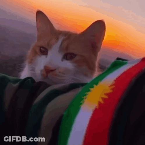 Cat Sitting On Blanket With Flag GIF