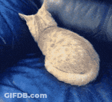 Cat Sitting On Blue Blanket Looking GIF