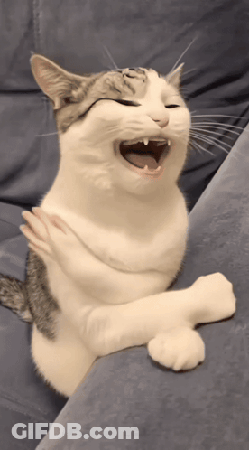 Cat Sitting On Blue Couch With Mouth Open GIF
