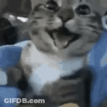 Cat Sitting On Blue Pillow GIF