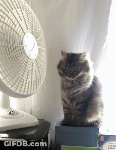 Cat Sitting On Box Near First Aid Gauze Fan GIF