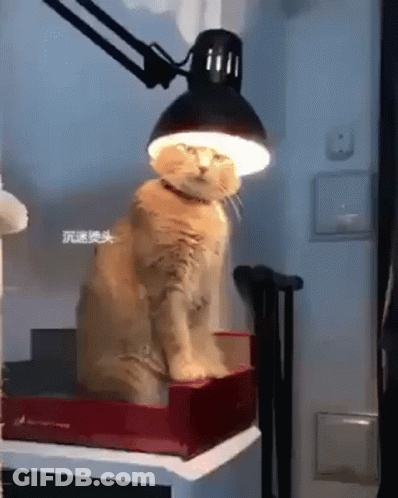 Cat Sitting On Box Under Lamp With Light On Head GIF