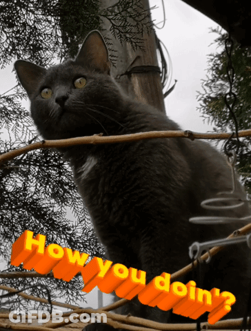 Cat Sitting On Branch Saying How You Doin GIF