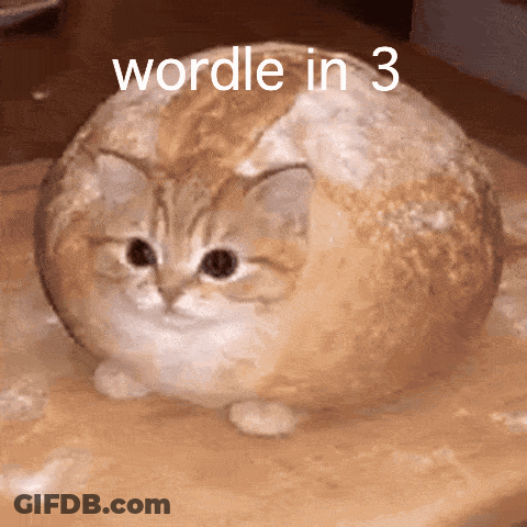 Cat Sitting On Bread Saying Wordle In 3 GIF