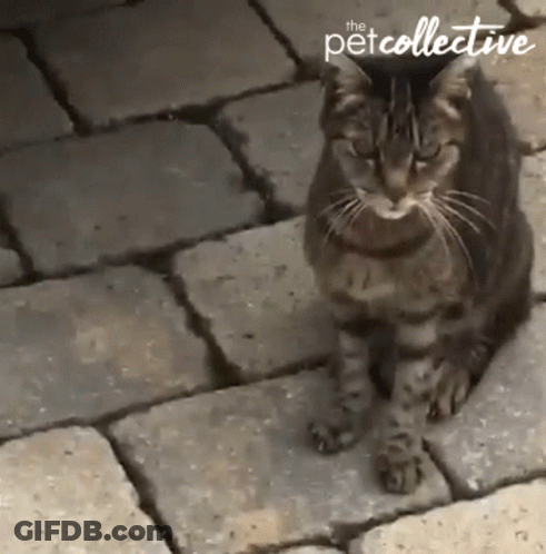 Cat Sitting On Brick Sidewalk GIF