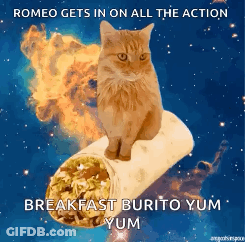Cat Sitting On Burrito Romeo Gets In Action GIF
