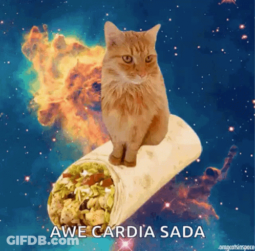 Cat Sitting On Burrito With Awe Cardia Sada GIF
