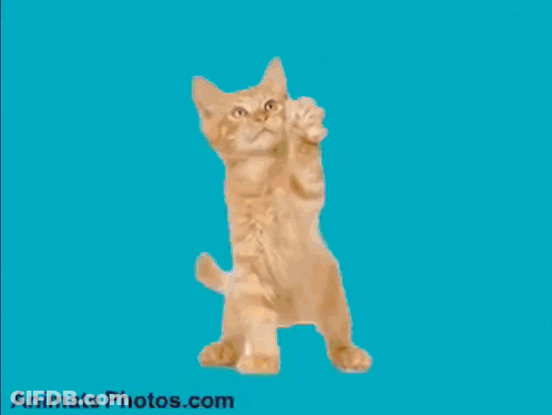 Cat Sitting On Car With Green Screen GIF