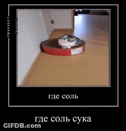 Cat Sitting On Cardboard Box GIF