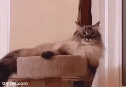 Cat Sitting On Cat Tree In Doorway GIF