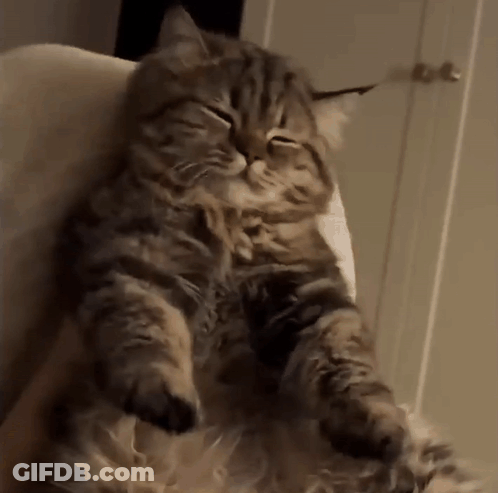 Cat Sitting On Chair Eyes Closed GIF