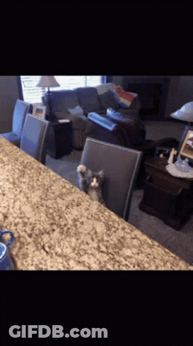 Cat Sitting On Chair In Front Of Couch GIF