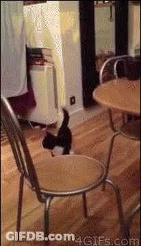Cat Sitting On Chair In Front Of Table With 4Gifs.com GIF