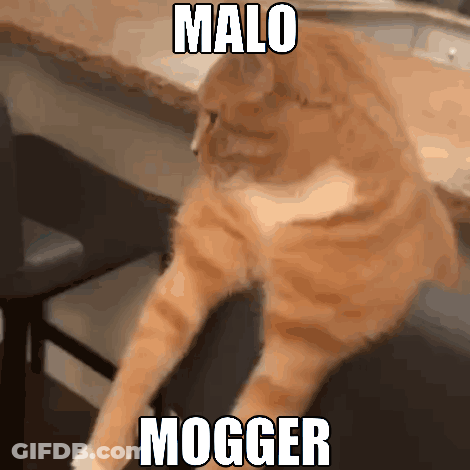 Cat Sitting On Chair Malo Mogger GIF