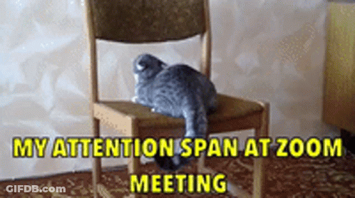 Cat Sitting On Chair My Attention Span At Zoom Meeting GIF