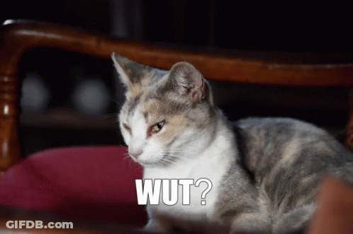 Cat Sitting On Chair Saying Wut GIF