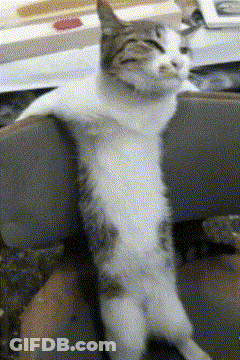 Cat Sitting On Chair With Legs Crossed GIF