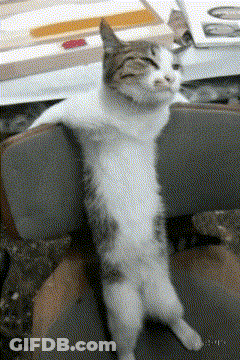 Cat Sitting On Chair With Legs Crossed GIF