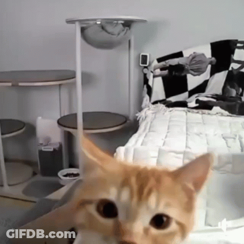 Cat Sitting On Checkered Blanket GIF