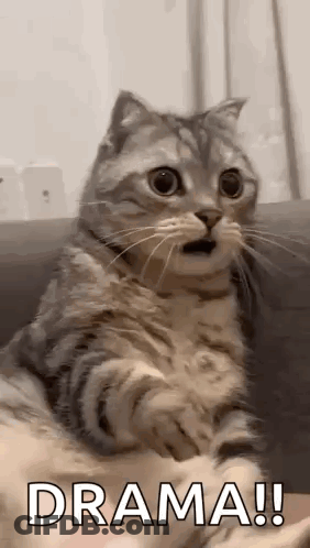 Cat Sitting On Couch Drama GIF