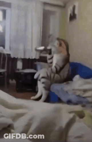 Cat Sitting On Couch In Room GIF