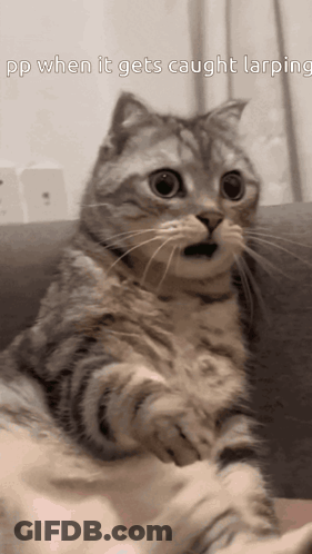 Cat Sitting On Couch Lapping GIF