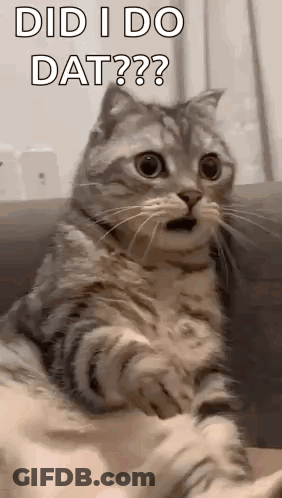 Cat Sitting On Couch Looking At Camera With Mouth Open GIF