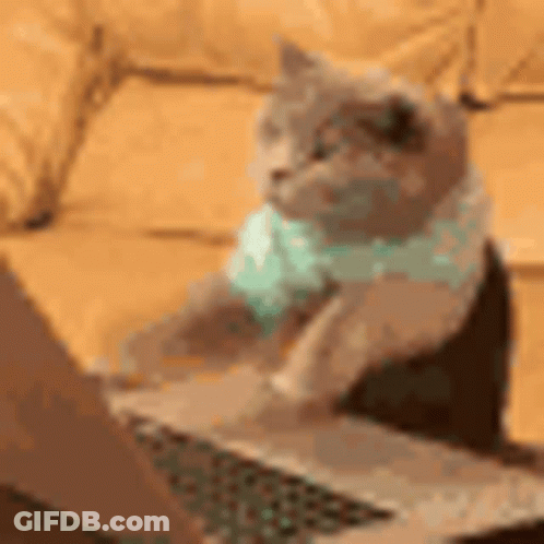 Cat Sitting On Couch Looking At Laptop GIF