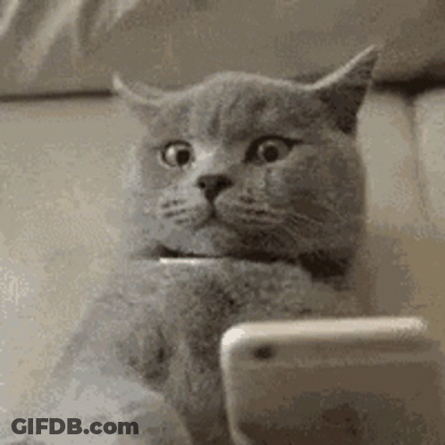 Cat Sitting On Couch Looking At Phone GIF