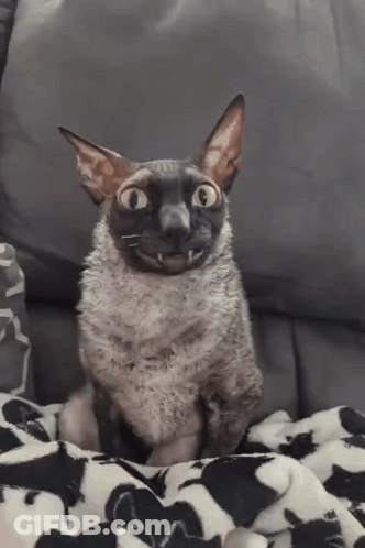 Cat Sitting On Couch Mouth Open Looking At Camera GIF
