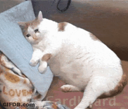 Cat Sitting On Couch Next To Cardboard Box GIF