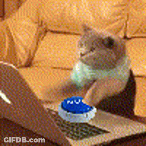 Cat Sitting On Couch Playing With Toy GIF