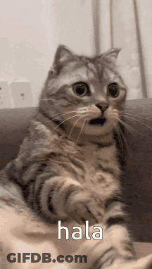 Cat Sitting On Couch Saying Hala GIF