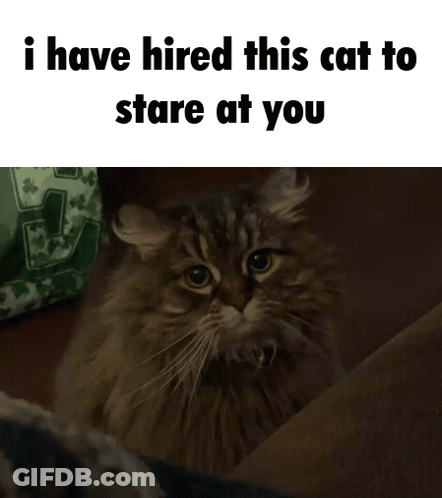 Cat Sitting On Couch Saying I Have Hired This Cat To Stare GIF