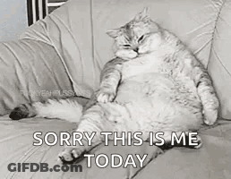 Cat Sitting On Couch Saying Sorry This Is Me Today GIF